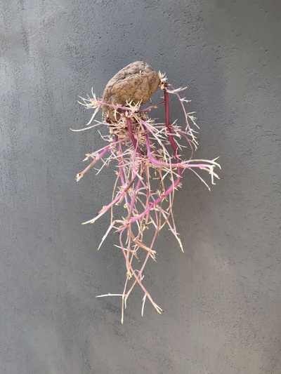 Kartoffel (Plakatsujet)